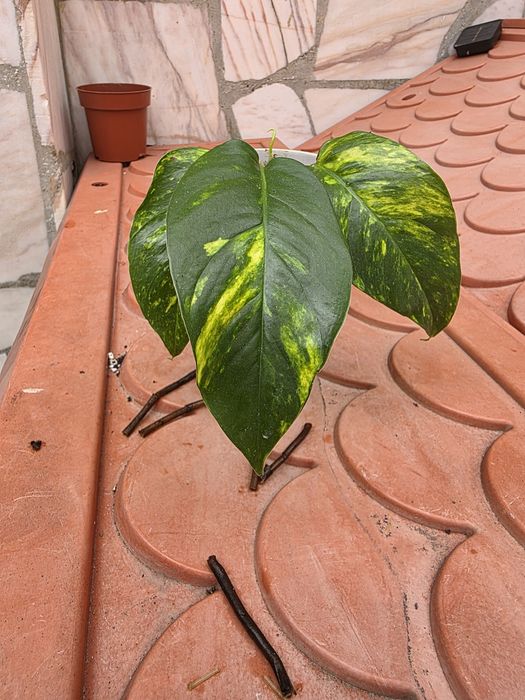Epipremnum aureum/goldfingerm 
Planta adulta e folhas com recortes.
Tenho também cortes disponíveis, para outros valore