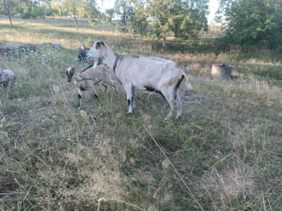 продам кози та козенят