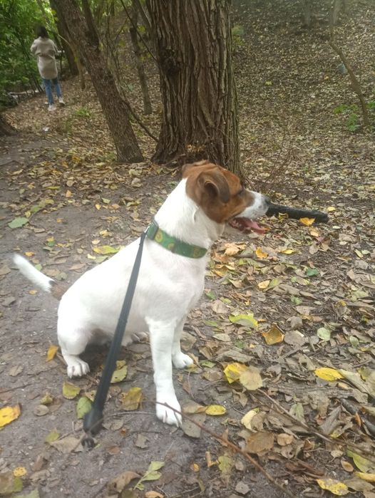 Вязка Джек (Парсон) Рассел терьер