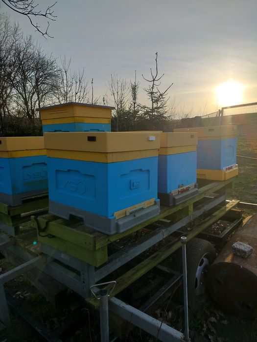 Rodziny pszczele, pszczoły, ule