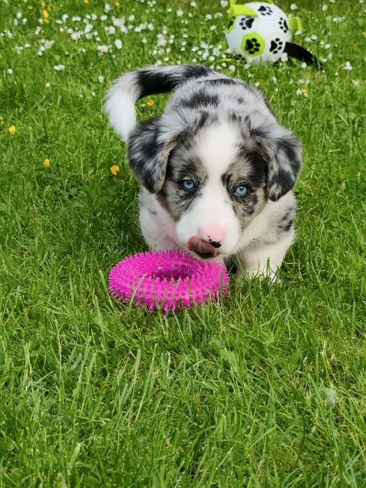 Maluszek Welsh Corgi Cardigan MAX