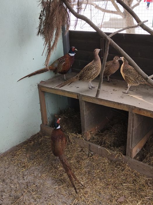 Інкубаційні яйця мисливський фазан