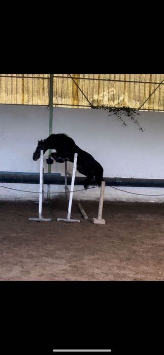 Ponei de obstáculos