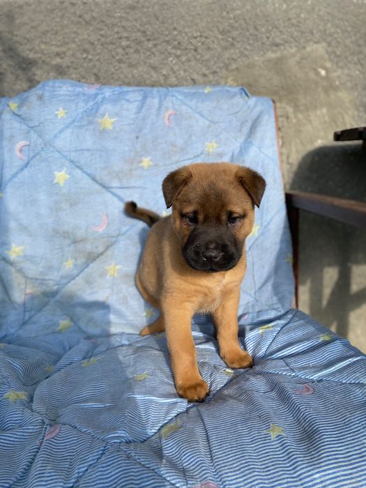 Шарпеї чистокровні