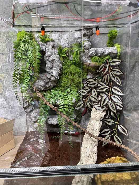 Terrarium szklane dla jaszczurki
