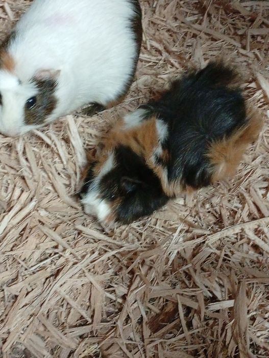 Sprzedam świnki morskie samice