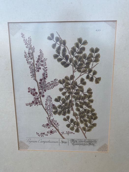 4 quadros de plantas