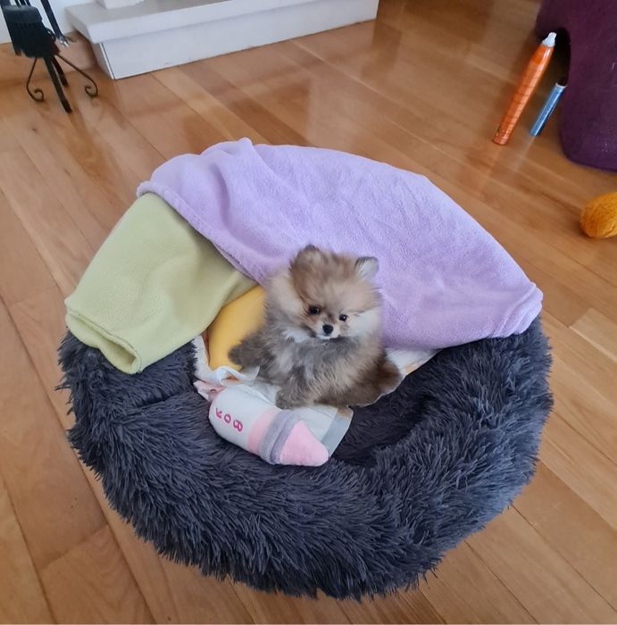 Spitz lulu Pomerânia lindissimo
