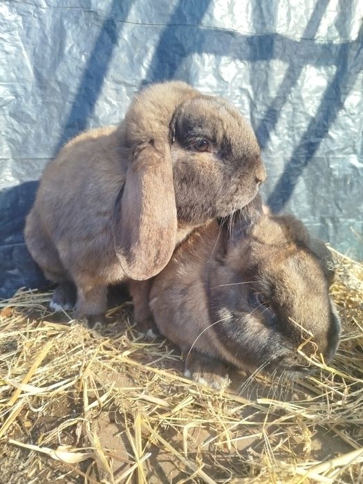 Продам самці породи Французький баран  Мадагаскар