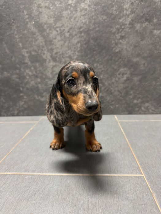 Teckel miniatura merle