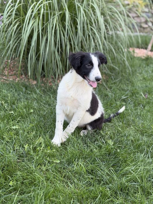Czarno biały piesek border collie 4 miesiace