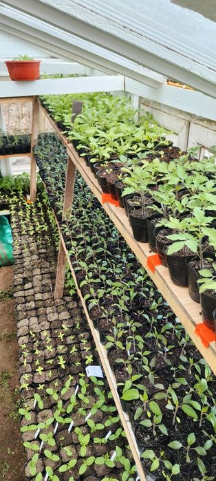 Sadzonki warzyw i kwiatów