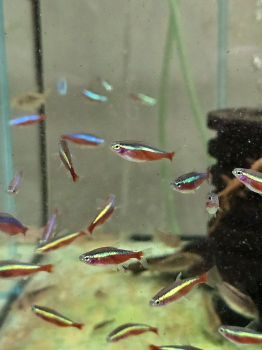 Neon czerwony sprzedam