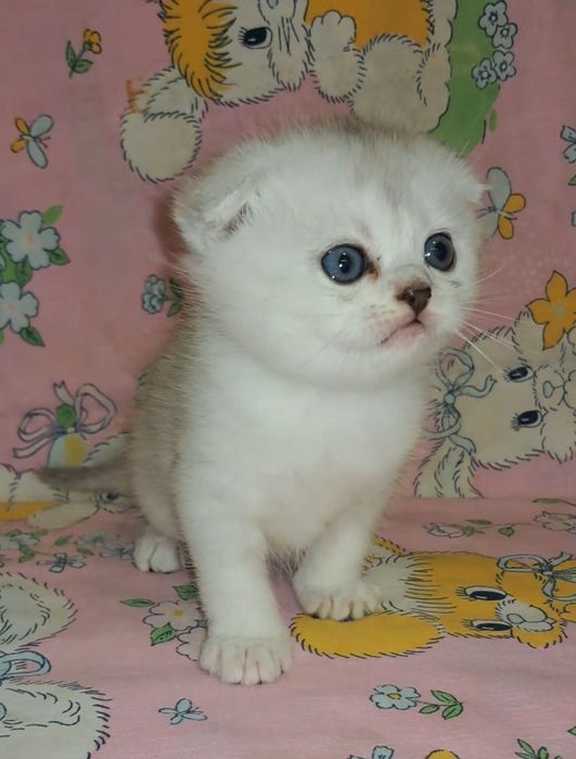 Вислоухие серебристые шиншиллы