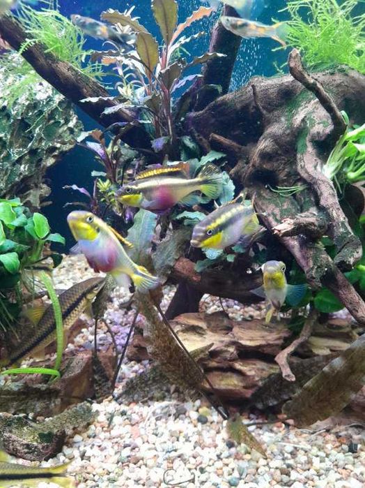 Barwniak czerwonobrzuchy