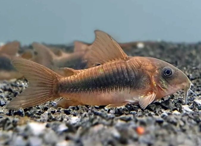 Kirys Albinos - domowa hodowla