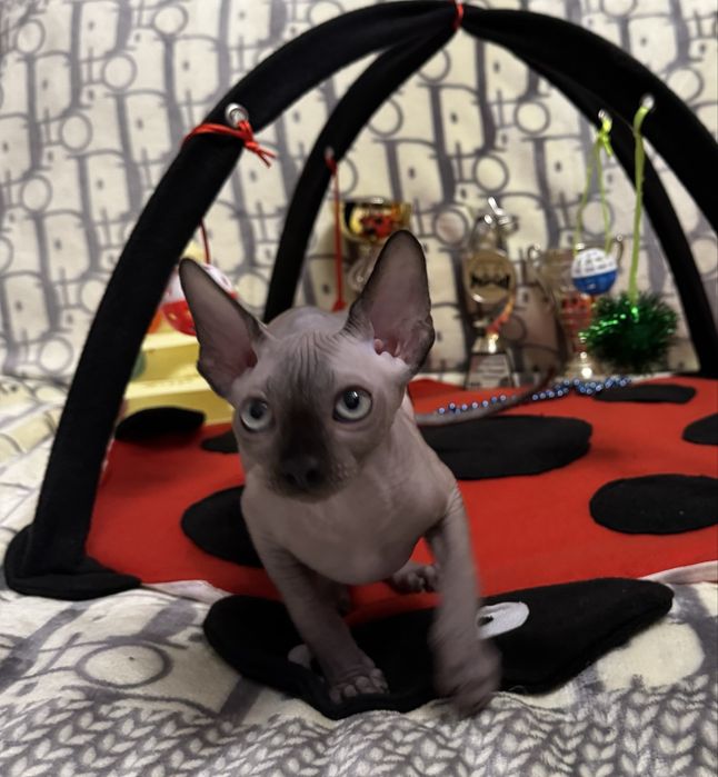 Клубные котята Канадский сфинкс