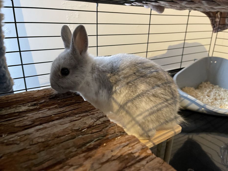 Coelho toy fêmea super sociável