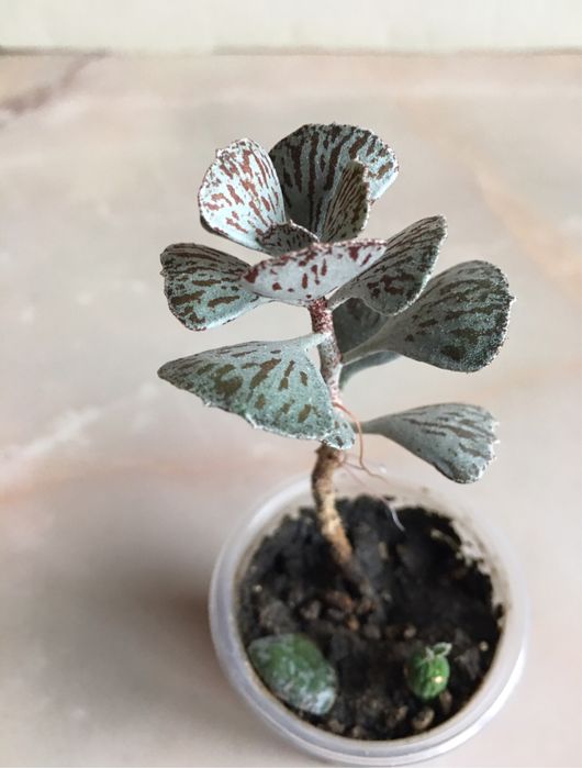 Цветок цветы суккулент