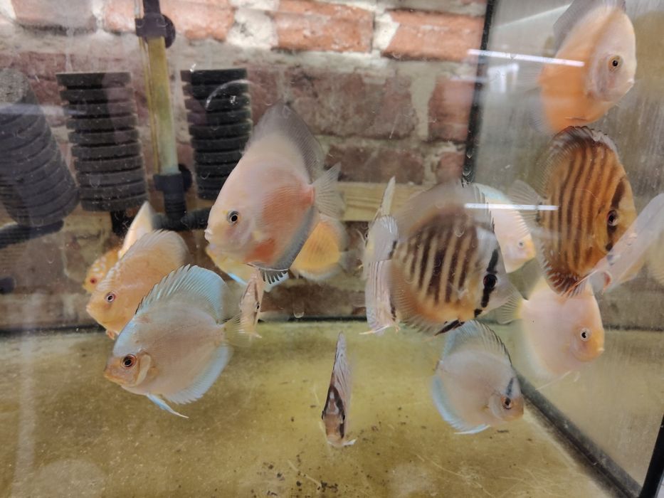 Paletki , Dyskowce różne kolory i rozmiary cena od 30 zł