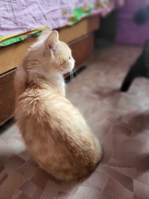 Метис рэгдолл и экзота