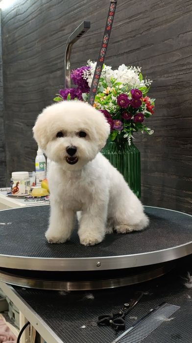 Бішон Фрізе в'язка