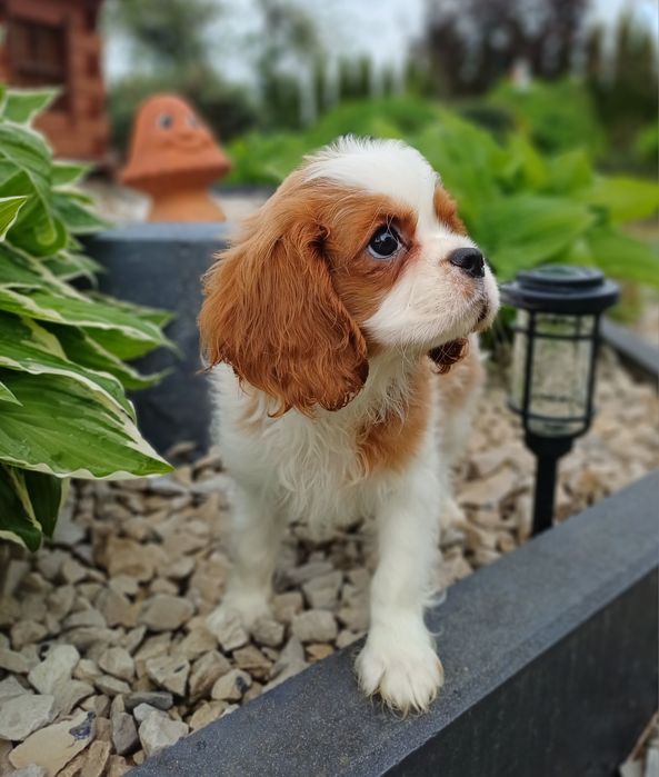 Cavalier King Charles Spaniel