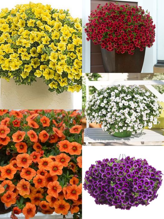 Сурфінія,петунія,калібрахоа,бакопа,вербена,гвоздика,глехома варегата