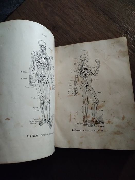 Атлас анатомии человека.