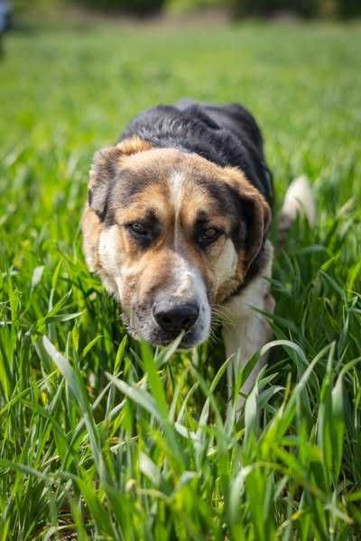 Przyjazny łagodny Baloo szuka domku