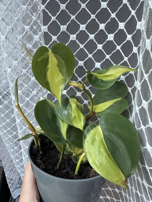 Filodendron Philodendron brasil