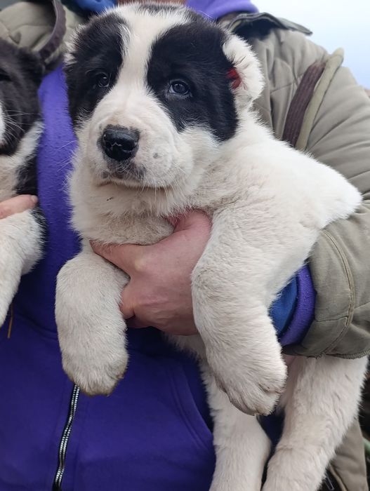 Цуценята породи азіат