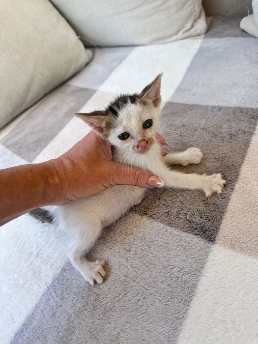 Gatinhos para doação