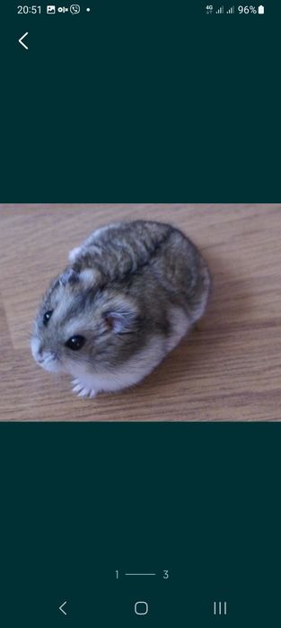 Продам джунгарських хомячков.