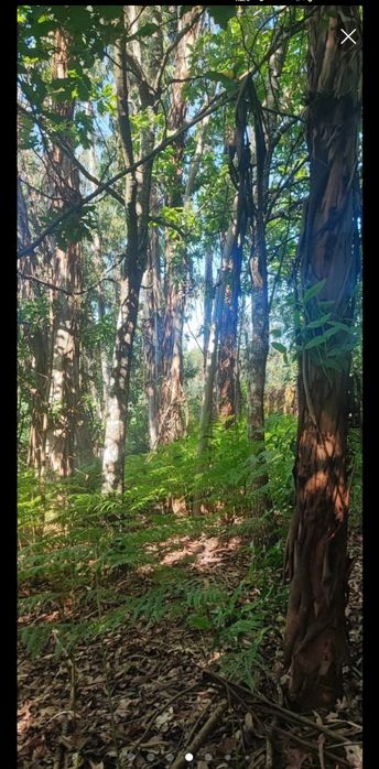 Eucaliptos madeira lanha