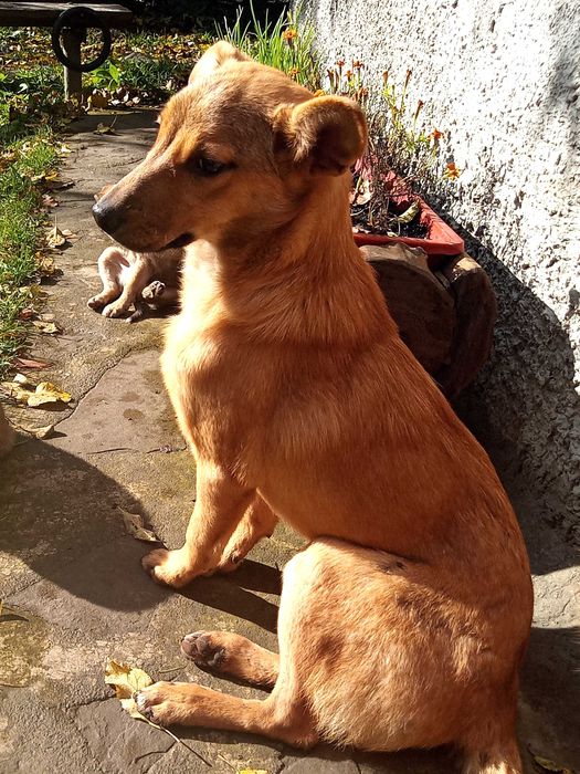 Шукає дім невеличка собачка цуценя щенок песик Безкоштовно