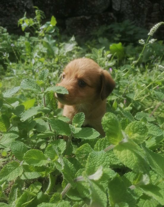 Cachorrinha para adoção responsável
