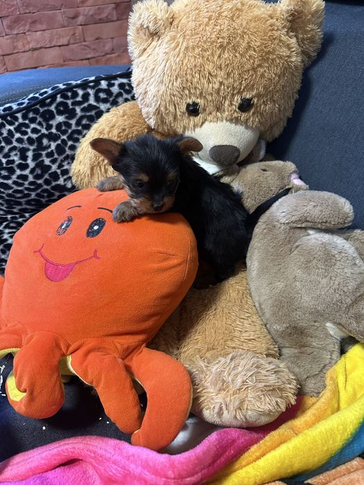 York shireterrier piesek