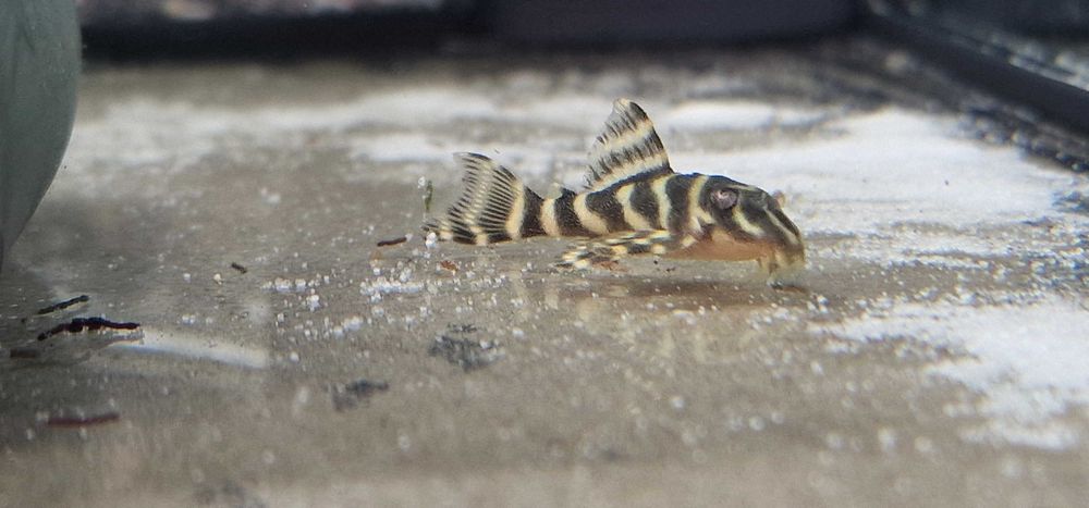 Zbrojnik Hypancistrus L333 Glonojad 3+ cm.