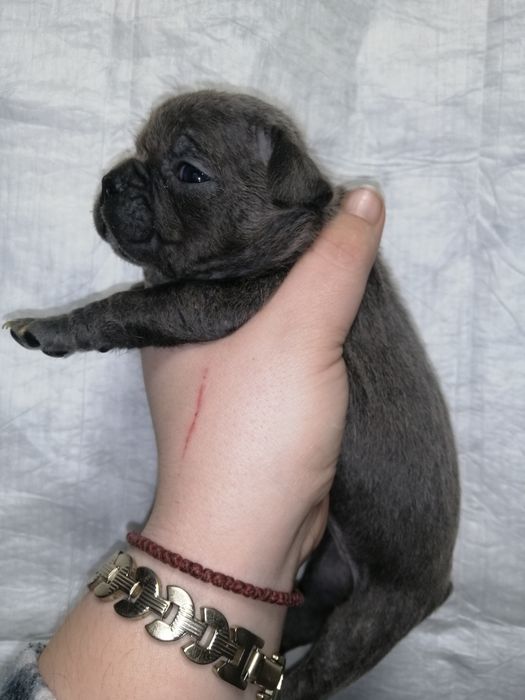 Милі, чарівні, французи, Доставляємо без завдатку