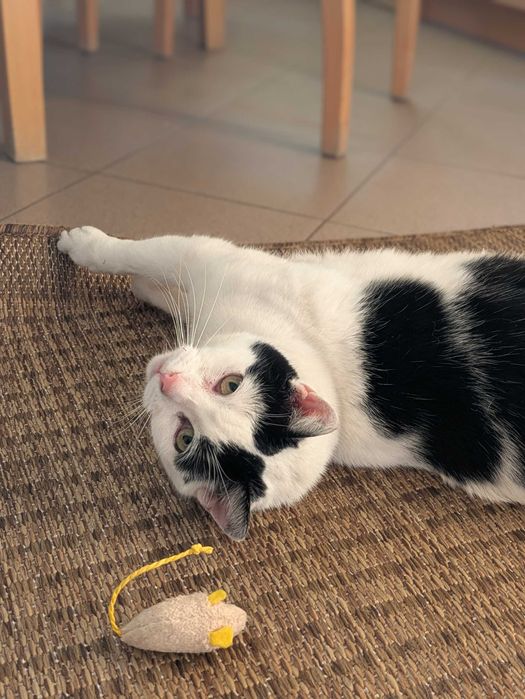 Przemiła Kaja szuka domu