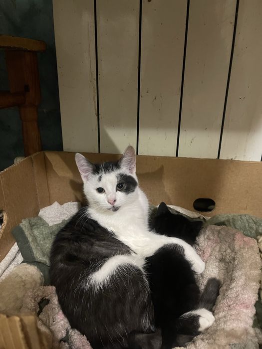 БЕЗКОШТОВНЕ пухнасте щастя Миргород