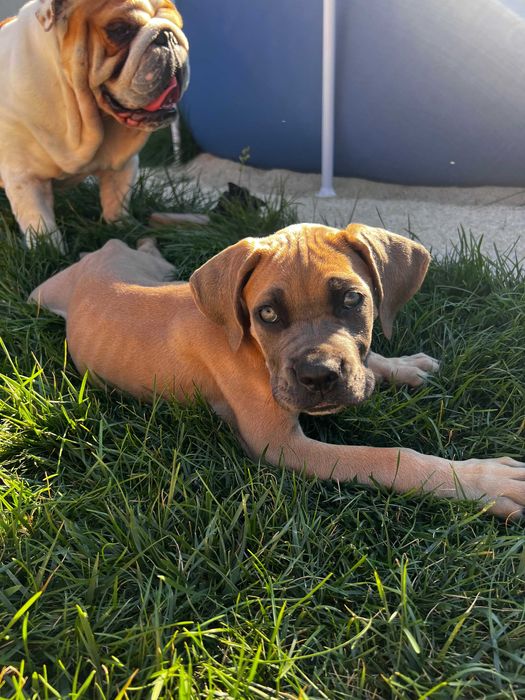 Cane corso Italiano