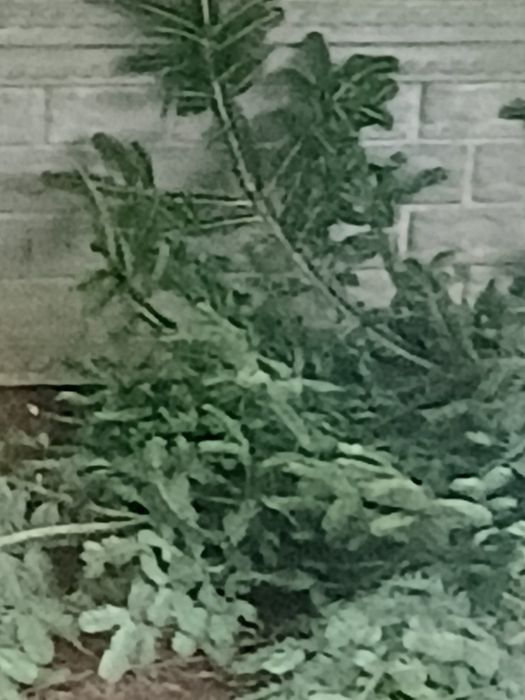 Gałązki świerkowe na stroiki