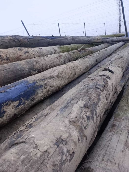 Słupy drewniane do chmielu