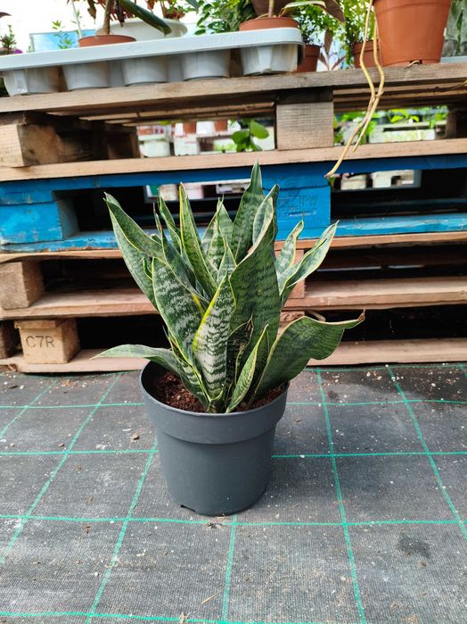 Espada de S. Jorge (Sanseveria Zeylanica) - planta em vaso