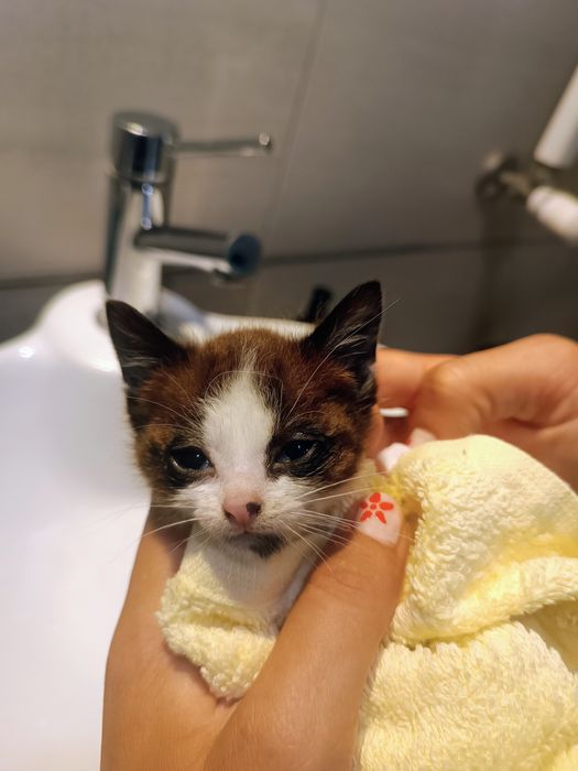 Gato bebé para adoção responsável