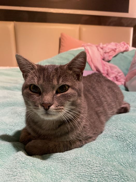 Мурочка шукає домівку