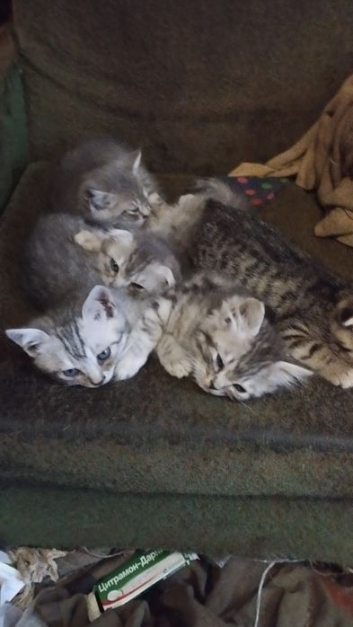 Продам веслоухих и прямоухие серые котят