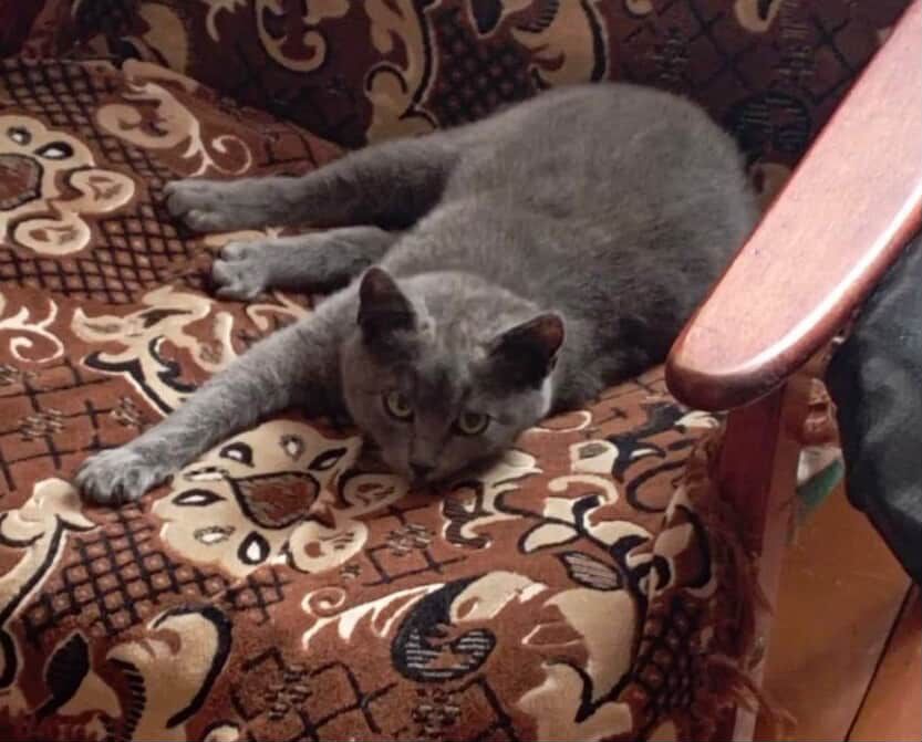 Хлопці і дівчинка шукають родини